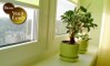 Coloque mais plantas dentro de casa