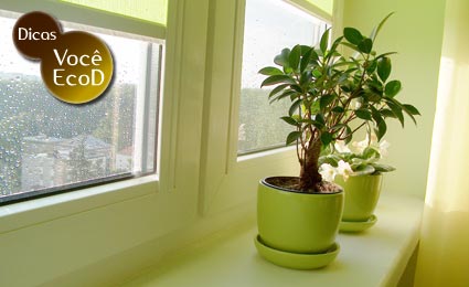 planta.jpg