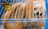 Combata o comércio de animais silvestres