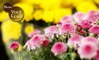 Prefira flores regionais