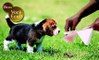 Recolha o coco do seu cachorro sem agredir o meio ambiente