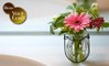 Use plantas para diminuir a poluição dentro da sua casa