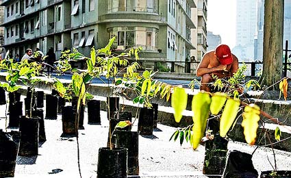 Detentos produzem mudas para reflorestamento da Mata Atlântica  