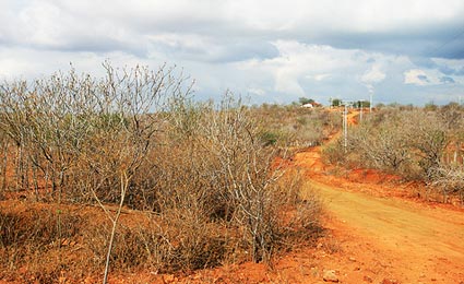 Desmatamento: Caatinga perdeu 2% de território em seis anos