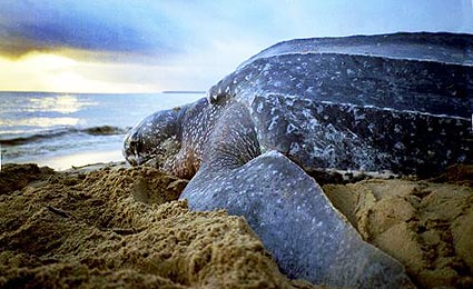 Estudo indica aumento de mortes de tartarugas marinhas no mundo