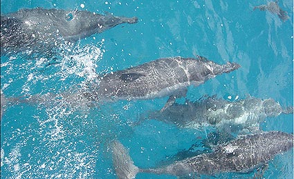 Litoral brasileiro: um santuário de golfinhos e baleias