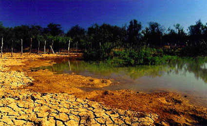 Ministro do Meio Ambiente afirma que a Caatinga está ameaçada