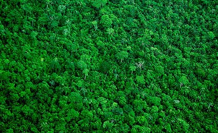 segundo o estudo, sem medidas socioambientais, a amaz�ia corre o risco de virar uma grande savana