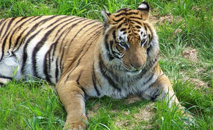 tigres remanescentes vivem na china