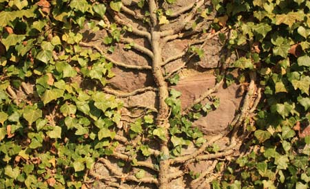 Concreto com sementes pode ser o futuro dos jardins verticais